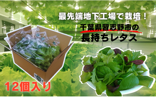 \地下工場から生まれた/水耕栽培の長持ち新鮮レタス!2種詰め合わせ(計12個)千葉県習志野市10000野菜・きのこその他 野菜