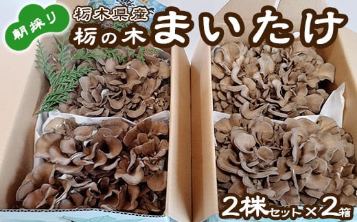 栃の木まいたけ 朝採りまいたけ2株セット×2箱|まいたけ 舞茸 きのこ 茸 詰め合わせ 栃木県 高根沢町産 ※北海道・沖縄・離島への配送不可栃木県高根沢町18000野菜・きのこきのこ