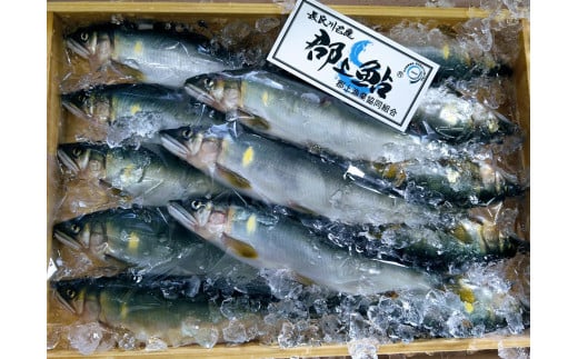 【G0014】郡上鮎 小10本入500g岐阜県郡上市15000魚介・海産物鮮魚
