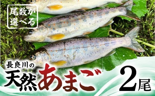 【ふるさと納税】尾数が選べる 郡上産 長良川の天然あまご 2尾 / 食品 魚介類 水産加工品 その他水産物 アマゴ 7000円 G0079b岐阜県郡上市7000魚介・海産物鮮魚