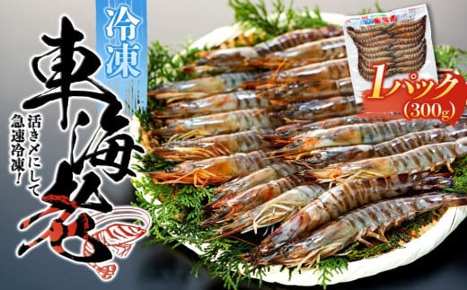 活き〆冷凍 車海老 Mサイズ 300g  鹿児島県産 (養殖)【車海老 海老 エビ エビフライ エビチリ 魚介類 冷凍 人気 おすすめ お取り寄せ 鹿児島県 屋久島町  J001】鹿児島県屋久島町7000魚介・海産