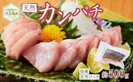 屋久島産 天然カンパチ 約500g ブロック 冷凍 真空パック鹿児島県屋久島町10000魚介・海産物鮮魚
