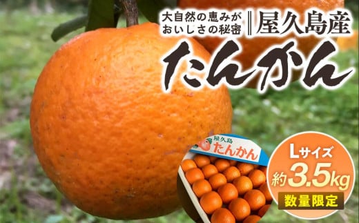 2026年 屋久島産たんかん 約3.5kg・Lサイズ<先行予約/数量限定>鹿児島県屋久島町13000果物・フルーツみかん・柑橘類