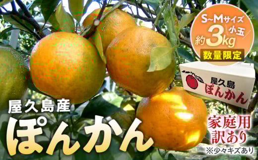 2025年 屋久島産 ぽんかん 家庭用 訳あり 約3kg 小玉(S〜Mサイズ・少々キズあり)<先行予約/数量限定>鹿児島県屋久島町9000果物・フルーツみかん・柑橘類