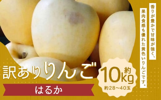 訳あり りんご(はるか) 約10kg /りんご 林檎 果物 くだもの フルーツ 岩手県産 【2025年12月下旬−2026年1月下旬発送予定】岩手県二戸市17000果物・フルーツりんご・梨