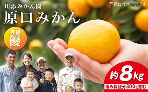 y11{zz  ݂/Di ݂ 8kgiݕۏؕ300g܂ށjY݂񉀁 [CCT002] ݂ ~J C  Cs   Mtg茧Cs18000ʕEt[c݂Ek