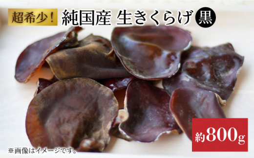 y①zY@炰(炰ۏ)@800iƂꂽĂƒpj͂灄茧Cs11000؁Ê̂