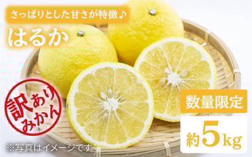 ݂ y3{菇z 󂠂 ͂邩 5kgʎ [CEL004] 茧 Cs ݂ ~J k t[c C IW ʕ ~J  Mtg t[c ʎ Â ܂