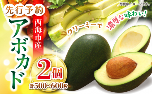 A{Jh ys\񁙁z CsY A{Jh 2iv500`600gj ʎ [CCW011]   C A{Jh ڂ  A{Jh N X[W[ h{  Mtg茧Cs12000