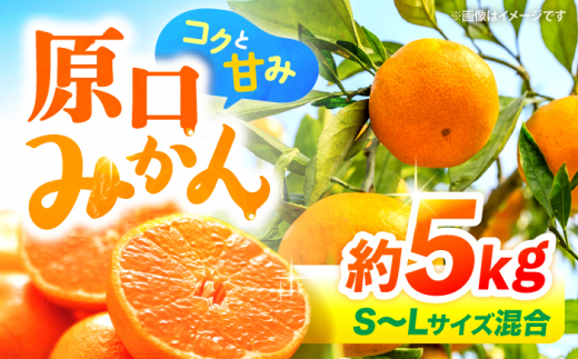 ݂ y12蔭Jnz ݂  5kg iS`LTCYj  C ݂ ~J ݂ 5kg ݂ _ [CFW001]茧Cs12000ʕEt[c݂Ek