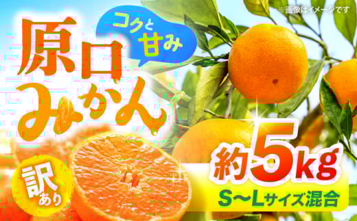 ݂ y12蔭Jnzy 󂠂 z ݂ iS`LTCYj 5kg    C ݂ ~J ݂ 5kg ݂ _ [CFW002]茧Cs10000ʕEt[c݂