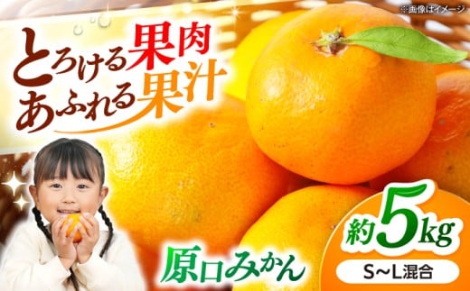 ݂ h[I ݂ y11{菇z 5kg̉w ݂h[ [CAI039]  C ݂  ~J k B݂ Â ʕ t[c  Mtg