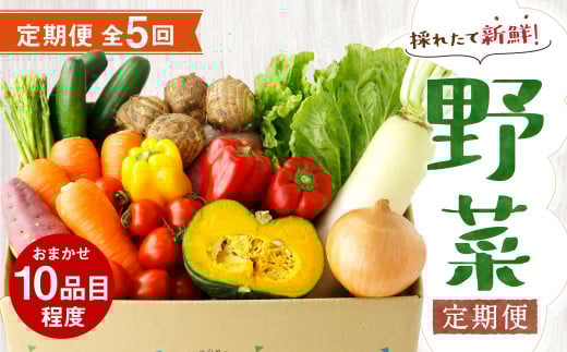 【定期便5回】 野菜 定期便 10品程度 熊本県 菊池市産  やさい 【メロンドーム】熊本県菊池市74500野菜・きのこその他 野菜