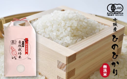 【令和7年産】【無洗米】有機JAS 七城産 ひのひかり 5kg《30日以内に出荷予定(土日祝除く)》熊本県菊池市22000米・パン白米