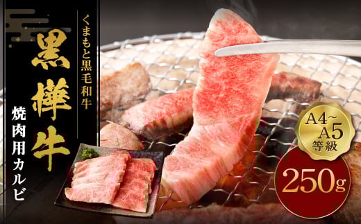 くまもと黒毛和牛 杉本本店 黒樺牛 A4~A5等級 焼肉用カルビ 合計250g st-p熊本県菊池市12500肉牛肉