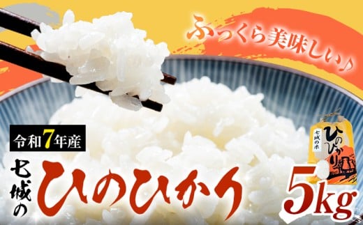 米 令和7年産 七城の ひのひかり 5kg 有限会社草佳苑《90日以内に出荷予定(土日祝除く)》熊本県 菊池市 こめ 米 ひのひかり ブランド米 お米熊本県菊池市19000米・パン白米
