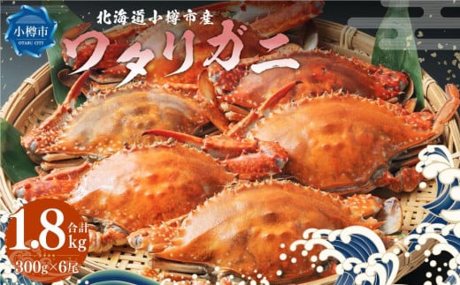 北海道 小樽市産 ワタリガニ 1.8kg (300g×6尾) 蟹 かに ワタリ蟹北海道小樽市10000魚介・海産物カニ