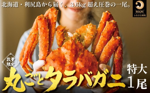 kC KY ^oKj ۂƂP 3.6kgȏbⓀ{C Y I  Jj  䥂ŊI  [1110009]kCK144000ECYJj