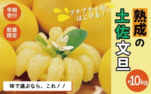 【早期受付・数量限定】熟成の土佐文旦10kg 家庭用 予約 先行 先行受付 早期 早期受付 数量限定 2026年配送 家庭用 10kg 大人気 リピーター 限定 国産 フルーツ 果物 旬 文旦 ぶんたん ブンタン