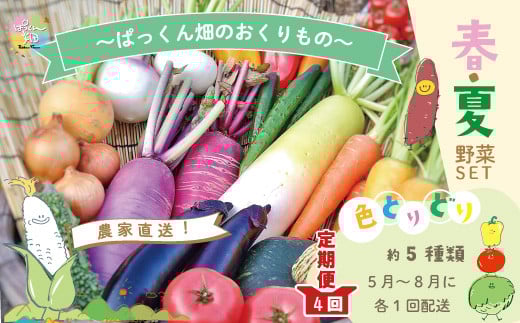 【 早期受付 4回 定期便 】 春・夏 野菜セット 約5種類 とれたて 新鮮 ぱっくん畑のおくりもの 農家直送 国産 野菜 やさい 高知県 高知 四万十市 四万十 しまんと 野菜便 限定 産地直送 【2026