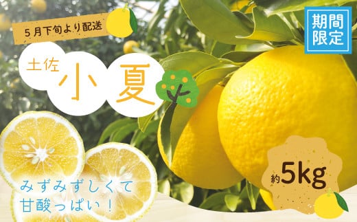 小夏 約 5kg 18〜30個 高知県産 四万十市産 贈答用 ギフト 【 早期受付 数量限定 】先行 予約 ハウス栽培 こなつ コナツ 柑橘 フルーツ 果物 高知県 高知 四万十市 四万十 しまんと お取り寄せ