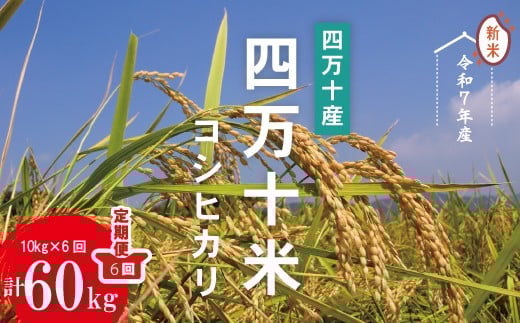 ߘa7NY 6  l\Y l\ RVqJ 10kg i5kg×2܁j×6iv60kgjЂ 60kg ߘa7N 2025N      R  ͂ ӂ  l m l