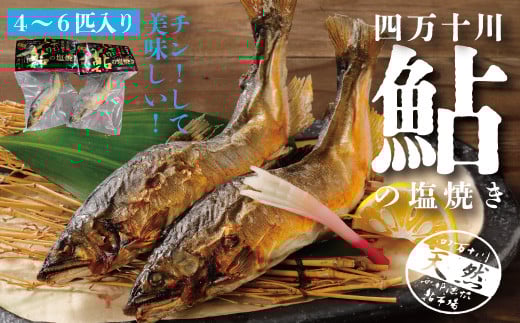 R5-839.炭火でじっくり焼いた四万十川天然鮎の塩焼き4〜6匹高知県四万十市20000魚介・海産物鮮魚