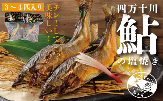 R5-838.炭火でじっくり焼いた四万十川天然鮎の塩焼き(3〜4匹)高知県四万十市12000魚介・海産物鮮魚
