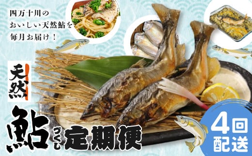 R6-851.【4回定期便】鮎づくし!清流四万十川で育った天然鮎の定期便高知県四万十市76000魚介・海産物鮮魚