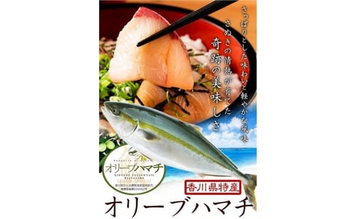 オリーブハマチ ハーフ(四分一カット)【予約受付:令和7年10月中旬頃から出荷開始!】【B-812】香川県多度津町26000魚介・海産物鮮魚
