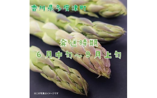 さぬきのめざめ(夏芽)【令和8年6月中旬頃より発送!予約受付中!】【A-27】香川県多度津町14000野菜・きのこその他 野菜