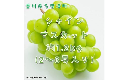 シャインマスカット約1.2kg(2〜3房入り)【令和8年8月下旬発送!予約受付中】【B-13】香川県多度津町23000果物・フルーツマスカット・ぶどう
