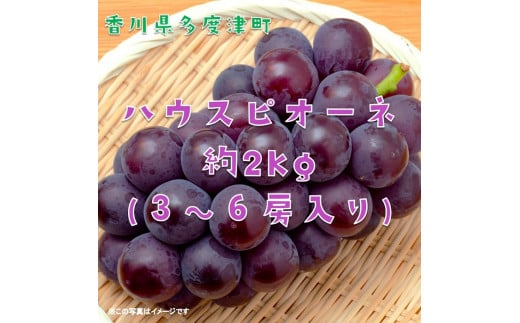 ハウスピオーネ 約2kg【令和8年7月下旬発送!予約受付中】【B-15】香川県多度津町27000果物・フルーツマスカット・ぶどう