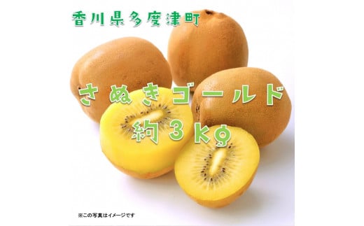香川県オリジナルキウイフルーツ『さぬきゴールド』約3kg【予約受付中!令和7年10月中旬頃から発送】【B-17】香川県多度津町24000果物・フルーツその他 果物・フルーツ
