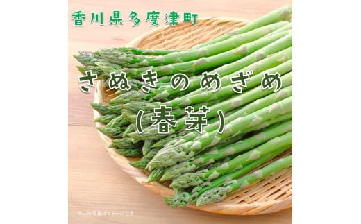 さぬきのめざめ(春芽)【令和8年3月中旬頃から発送!予約受付中!】【A-35】香川県多度津町14000野菜・きのこその他 野菜