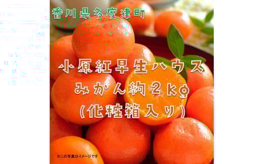 『小原紅早生ハウスみかん』約2kg【予約受付中!令和8年6月下旬より発送!】【B-26】香川県多度津町25000果物・フルーツみかん・柑橘類