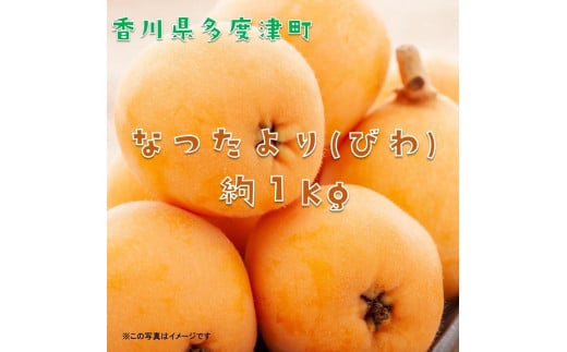 【予約受付中!令和8年6月上旬頃より発送!】なつたより(びわ)約1kg【A-41】香川県多度津町13000果物・フルーツその他 果物・フルーツ