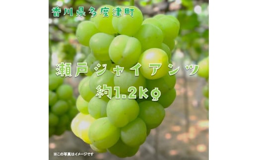 多度津町産 瀬戸ジャイアンツ 約1.2kg【令和8年9月上旬頃より発送!】【A-45】香川県多度津町18000果物・フルーツマスカット・ぶどう