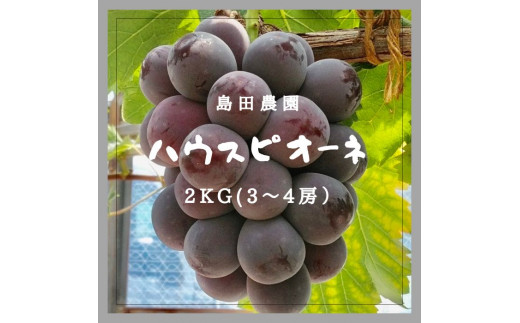 【令和8年8月中旬頃発送!予約受付中】島田農園 ピオーネ2kg(3房〜4房入り)【A-78】香川県多度津町16000果物・フルーツマスカット・ぶどう