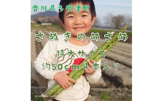 【多度津町産】さぬきのめざめ(特大サイズ約50cm)4本入り【令和8年2月下旬頃より発送】【L-34】香川県多度津町14000野菜・きのこその他 野菜