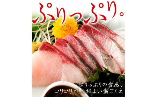 活け〆オリーブぶり1本(一本丸ごと)【12月頃から出荷開始!】【D-511】香川県多度津町45000魚介・海産物鮮魚
