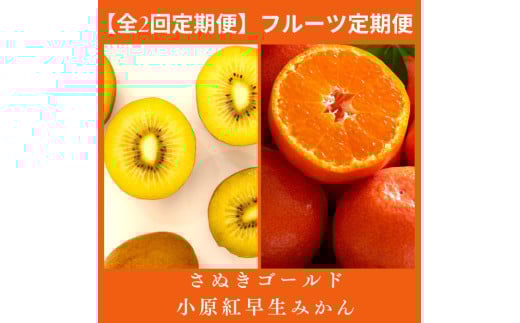 【全2回フルーツ定期便】さぬき讃フルーツ さぬきゴールドと小原紅早生みかん【C-24】香川県多度津町43000果物・フルーツみかん・柑橘類