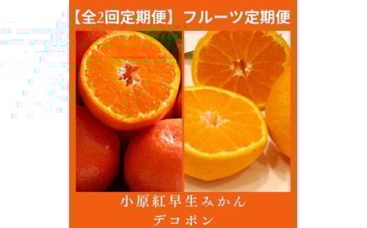 【全2回フルーツ定期便】さぬき讃フルーツ 不知火(デコポン)と小原紅早生みかん【C-28】香川県多度津町41000果物・フルーツみかん・柑橘類