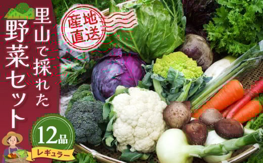 里山で採れた野菜セットレギュラー 12品 【有機野菜 おまかせ野菜セット イタリア野菜 西洋野菜】(H078105)佐賀県神埼市13000野菜・きのこその他 野菜