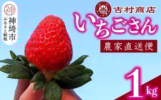 【令和8年1月中旬より順次発送】いちごさん 4パック 約1kg 【いちご イチゴ 苺 佐賀県 甘い フルーツ 果物  国産 お祝い 贈り物】(H098107)佐賀県神埼市12000果物・フルーツいちご
