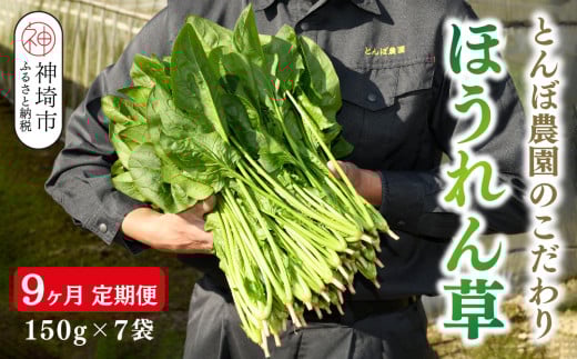【定期便9回】ほうれん草 約1kg(150g x 7袋)【合計 約9kg】 【ハウス栽培 産地直送 クール便 新鮮発送 栄養豊富 佐賀県脊振山麓産】(H091121)佐賀県神埼市81000野菜・きのこ大根・ニンジン・根