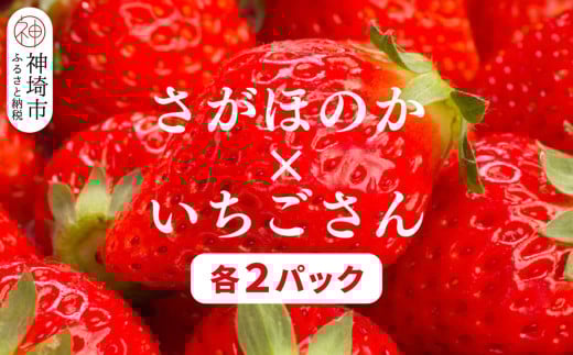 【2026年1月上旬より発送開始】苺(さがほのか・いちごさん)各2パック【果物 くだもの フルーツ イチゴ 佐賀】(H116136)佐賀県神埼市14000果物・フルーツいちご