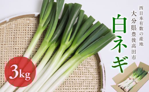 【先行予約】 産地直送・新鮮! 白ネギ 3kg 西日本有数の産地で育った白ねぎ 長ネギ ネギ ねぎ 野菜 鍋 長ねぎ 葱大分県豊後高田市8000野菜・きのこ玉ねぎ・ねぎ
