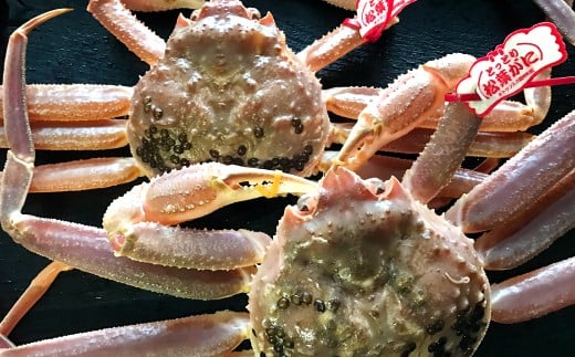 【活き】タグ付き松葉ガニ 大 1枚鳥取県日吉津村72000魚介・海産物カニ
