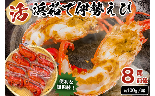 【天然】ボイル冷凍伊勢海老 約100g×8尾前後 mi0020-0002 魚介 海鮮 お祝い ギフト プレゼント 天然 海老 エビ 千葉 冷凍 ボイル千葉県南房総市36500魚介・海産物エビ